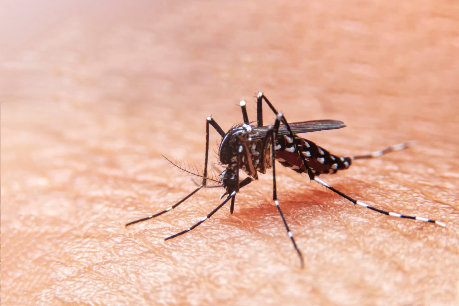 Salud: campaña de prevención contra el Dengue, Zika y Chikungunya